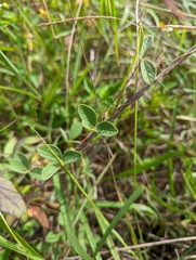 Cajanus scarabaeoides