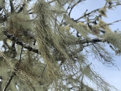 Usnea