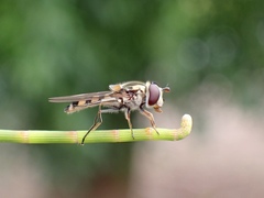 Simosyrphus grandicornis
