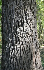 Carya myristiciformis