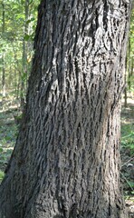 Carya myristiciformis