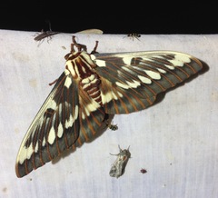 Citheronia splendens sinaloensis