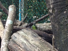 Physignathus cocincinus