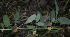 Lespedeza frutescens