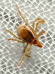 Ixodes cornuatus