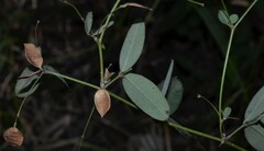 Lespedeza frutescens