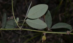 Lespedeza frutescens
