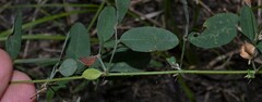 Lespedeza frutescens