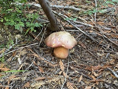 Rubroboletus pulcherrimus