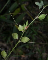 Lespedeza frutescens