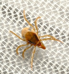 Ixodes cornuatus