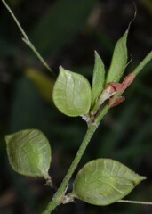 Lespedeza frutescens
