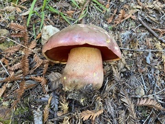 Rubroboletus pulcherrimus