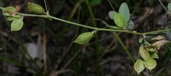 Lespedeza frutescens