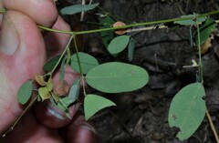 Lespedeza frutescens