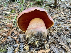 Rubroboletus pulcherrimus