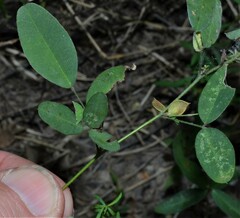 Lespedeza frutescens