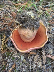 Rubroboletus pulcherrimus