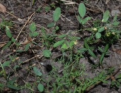 Lespedeza frutescens