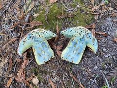 Rubroboletus pulcherrimus