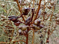 Hakea leucoptera leucoptera