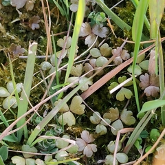 Hydrocotyle sulcata