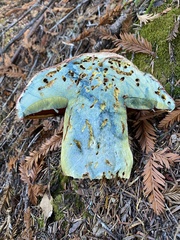 Rubroboletus pulcherrimus