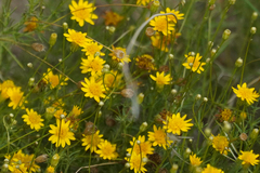Thymophylla pentachaeta