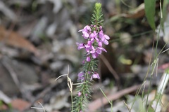 Tetratheca ericifolia
