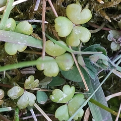 Hydrocotyle sulcata