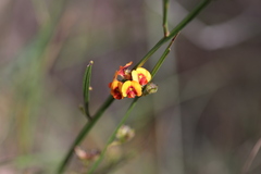 Bossiaea scolopendria