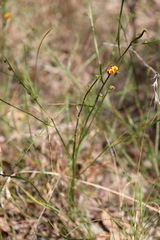 Bossiaea scolopendria