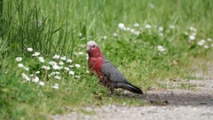 Eolophus roseicapilla albiceps