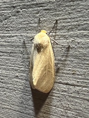 Pareuchaetes insulata