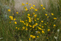Thymophylla pentachaeta