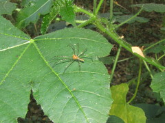 Peucetia rubrolineata