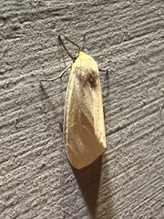 Pareuchaetes insulata