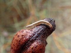 Ommatoiulus moreleti