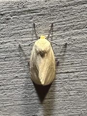 Pareuchaetes insulata