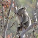 New South Wales Koala - Photo (c) abcdefgewing, some rights reserved (CC BY-NC), uploaded by abcdefgewing