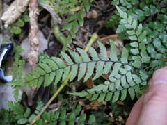 Adiantum fulvum