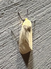 Pareuchaetes insulata