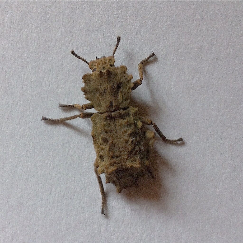 Noserinus