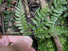 Adiantum fulvum