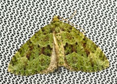 Austrocidaria erasta