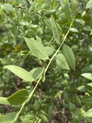 Osyris lanceolata