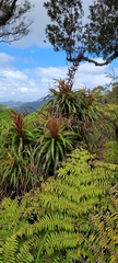 Dracophyllum