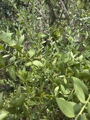 Osyris lanceolata