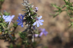 Scaevola linearis