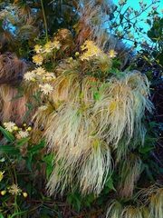 Clematis montevidensis